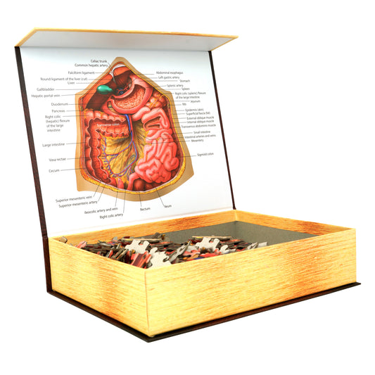 Human Abdomen Anatomy Jigsaw Puzzle | Unique Shaped Science Puzzles with Accurate Medical Illustrations