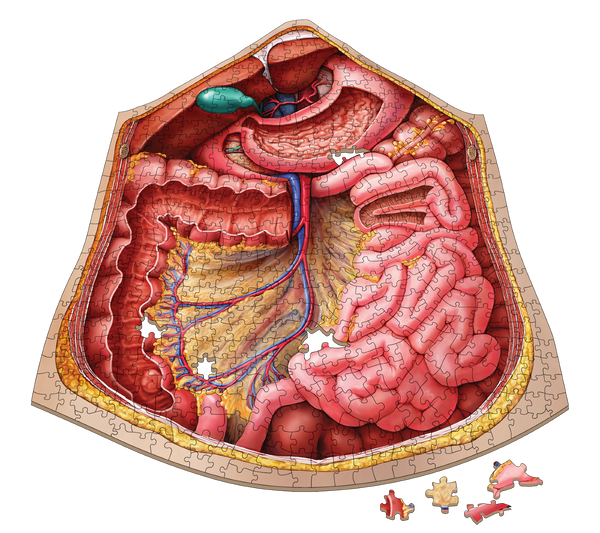 Human Abdomen Anatomy Jigsaw Puzzle | Unique Shaped Science Puzzles with Accurate Medical Illustrations