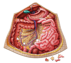 Human Abdomen Anatomy Jigsaw Puzzle | Unique Shaped Science Puzzles with Accurate Medical Illustrations