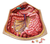 Human Abdomen Anatomy Jigsaw Puzzle | Unique Shaped Science Puzzles with Accurate Medical Illustrations