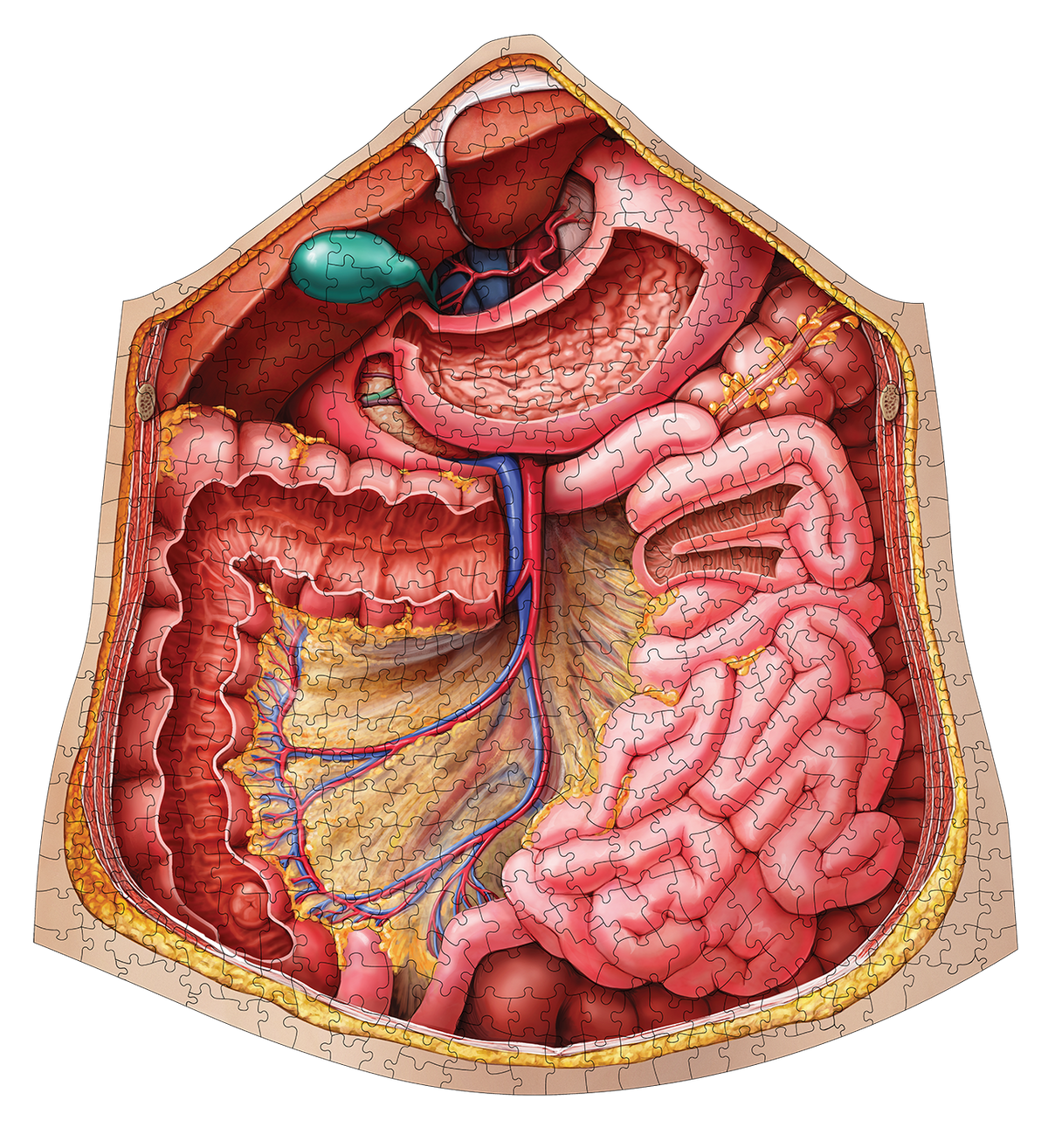 Human Abdomen Anatomy Jigsaw Puzzle | Unique Shaped Science Puzzles with Accurate Medical Illustrations