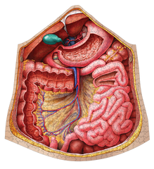 Human Abdomen Anatomy Jigsaw Puzzle | Unique Shaped Science Puzzles with Accurate Medical Illustrations