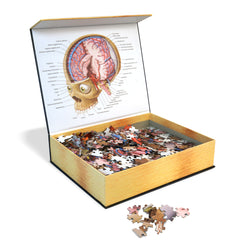 Human Brain Anatomy Jigsaw Puzzle | Dr. Livingston's Unique Shaped Science Puzzles
