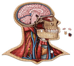 Human Head Anatomy Jigsaw Puzzle | Unique Shaped Science Puzzles with Accurate Medical Illustrations