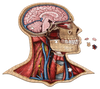 Human Head Anatomy Jigsaw Puzzle | Unique Shaped Science Puzzles with Accurate Medical Illustrations