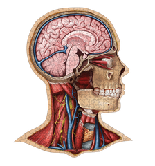 Human Head Anatomy Jigsaw Puzzle | Unique Shaped Science Puzzles with Accurate Medical Illustrations