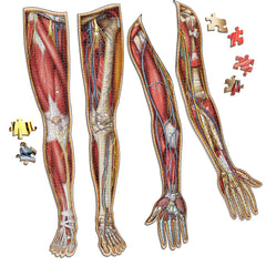 Human Arms & Legs Anatomy Jigsaw Puzzle Bundle | Unique Shaped Science Puzzles with Accurate Medical Illustrations