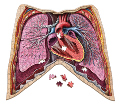 Human Thorax Anatomy Jigsaw Puzzle | Unique Shaped Science Puzzles with Accurate Medical Illustrations