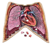 Human Thorax Anatomy Jigsaw Puzzle | Unique Shaped Science Puzzles with Accurate Medical Illustrations