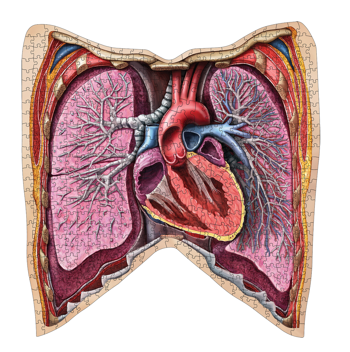 Human Thorax Anatomy Jigsaw Puzzle | Unique Shaped Science Puzzles with Accurate Medical Illustrations