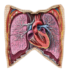 Human Thorax Anatomy Jigsaw Puzzle | Unique Shaped Science Puzzles with Accurate Medical Illustrations