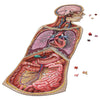 Human Anatomy Jigsaw Puzzle Bundle | Unique Shaped Science Puzzles with Accurate Medical Illustrations