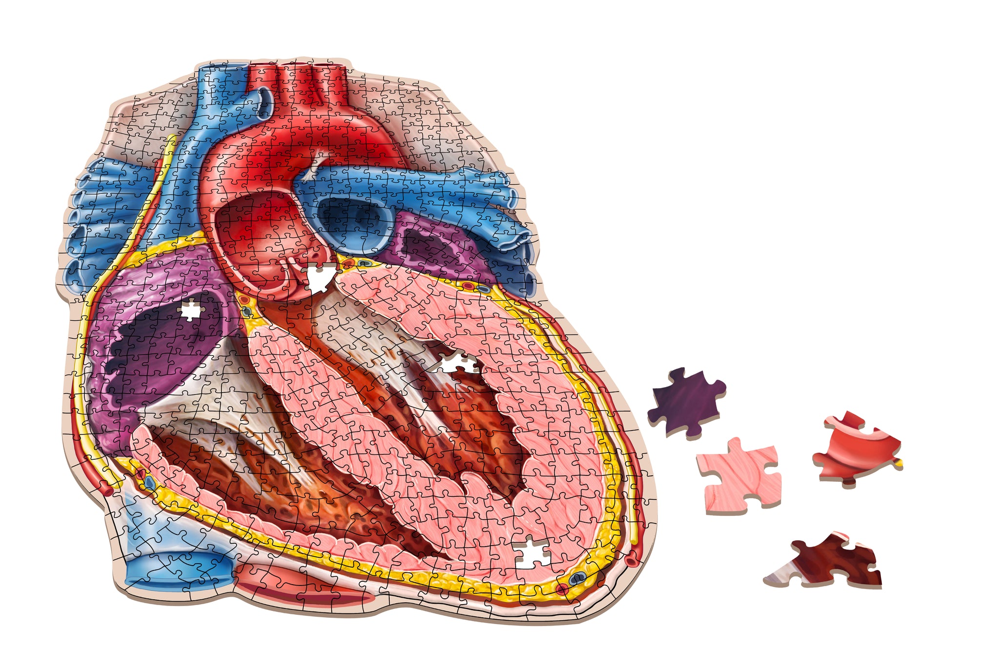 Human Heart Anatomy Jigsaw Puzzle | Dr. Livingston's Unique Shaped Science Puzzles