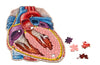 Human Heart Anatomy Jigsaw Puzzle | Dr. Livingston's Unique Shaped Science Puzzles