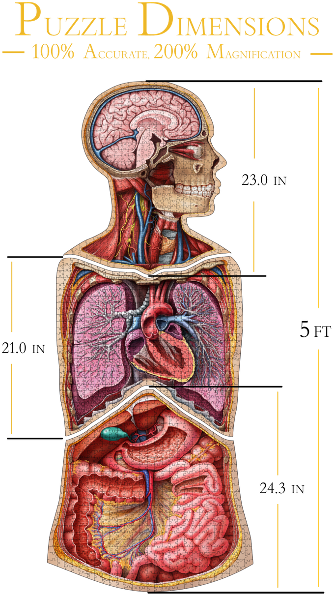 Human Anatomy Jigsaw Puzzle Bundle | Unique Shaped Science Puzzles with Accurate Medical Illustrations