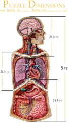 Human Anatomy Jigsaw Puzzle Bundle | Unique Shaped Science Puzzles with Accurate Medical Illustrations