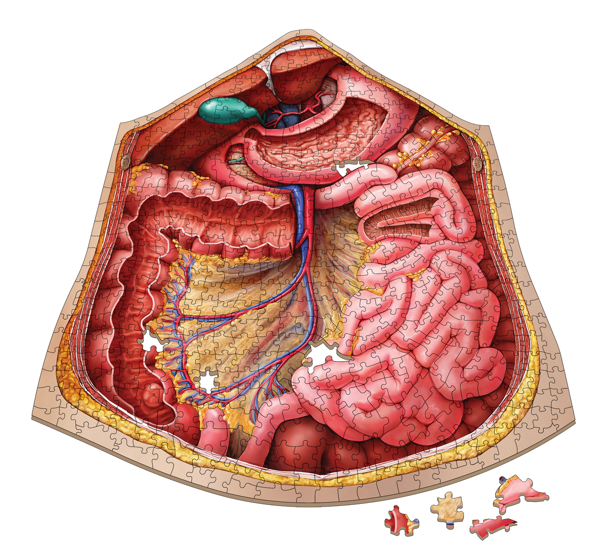 Human Anatomy Jigsaw Puzzle Bundle | Unique Shaped Science Puzzles with Accurate Medical Illustrations