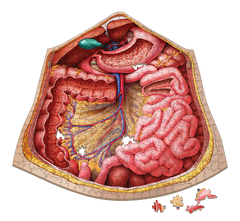 Human Anatomy Jigsaw Puzzle Bundle | Unique Shaped Science Puzzles with Accurate Medical Illustrations
