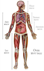 Human Full Body Anatomy Jigsaw Puzzles Bundle | Unique Shaped Science Puzzles with Accurate Medical Illustrations