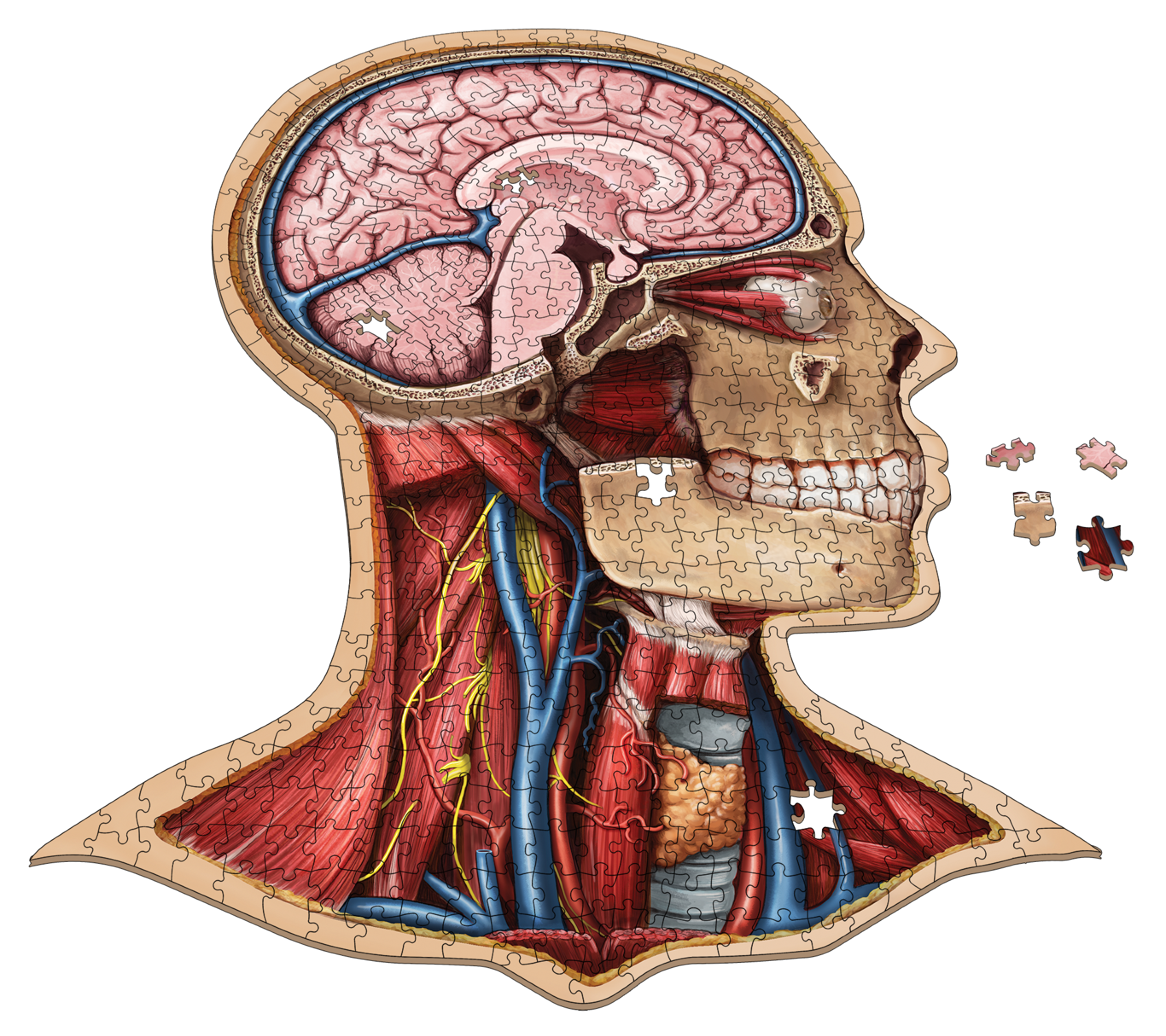 Human Head Anatomy Jigsaw Puzzle | Unique Shaped Science Puzzles with Accurate Medical Illustrations