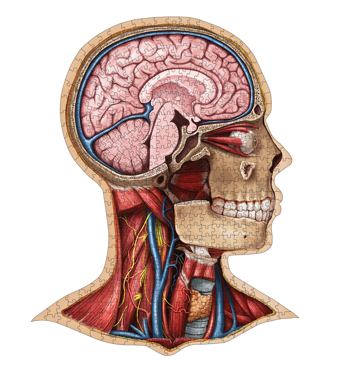 Human Head Anatomy Jigsaw Puzzle | Unique Shaped Science Puzzles with Accurate Medical Illustrations