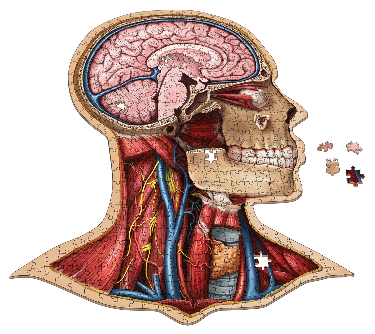 Human Anatomy Jigsaw Puzzle Bundle | Unique Shaped Science Puzzles with Accurate Medical Illustrations