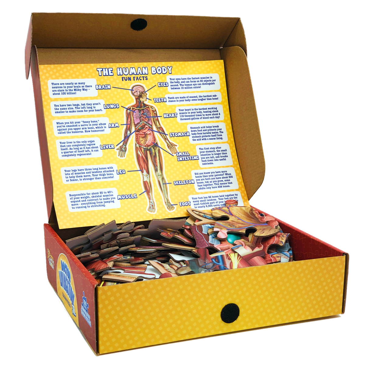 4ft Tall 100-Piece Full Body Human Anatomy Puzzle - For Kids!