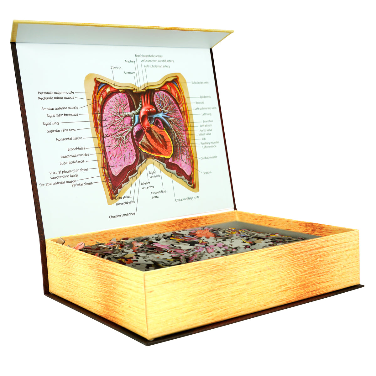 Human Anatomy Jigsaw Puzzle Bundle | Unique Shaped Science Puzzles with Accurate Medical Illustrations