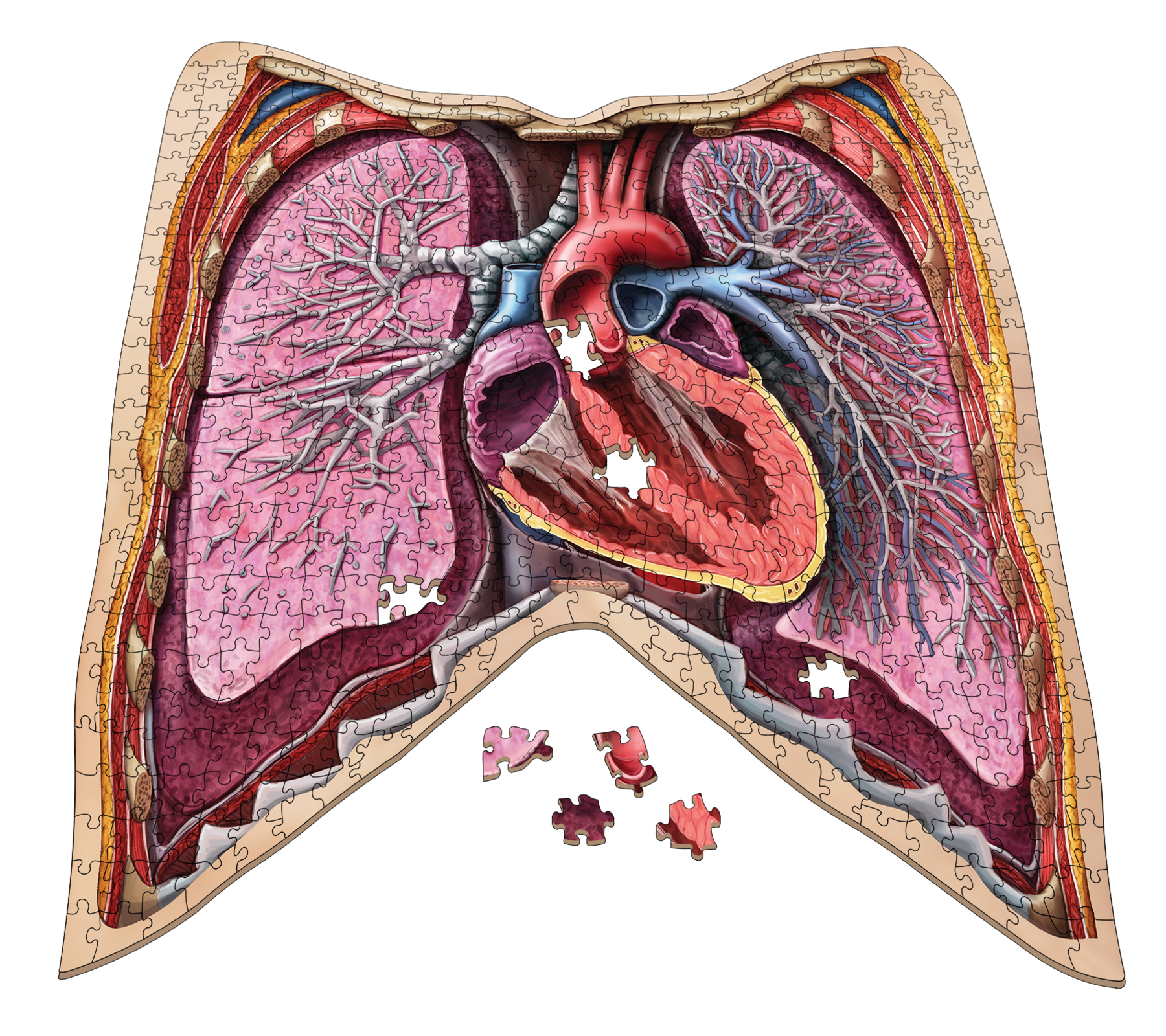 Human Thorax Anatomy Jigsaw Puzzle | Unique Shaped Science Puzzles with Accurate Medical Illustrations