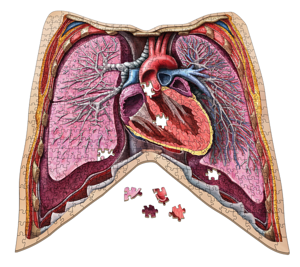 Human Thorax Anatomy Jigsaw Puzzle | Unique Shaped Science Puzzles with Accurate Medical Illustrations