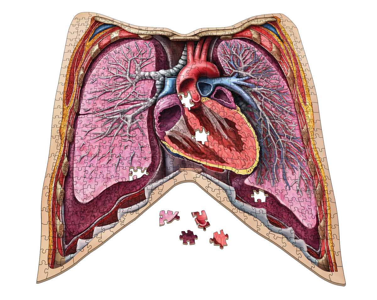 Human Anatomy Jigsaw Puzzle Bundle | Unique Shaped Science Puzzles with Accurate Medical Illustrations
