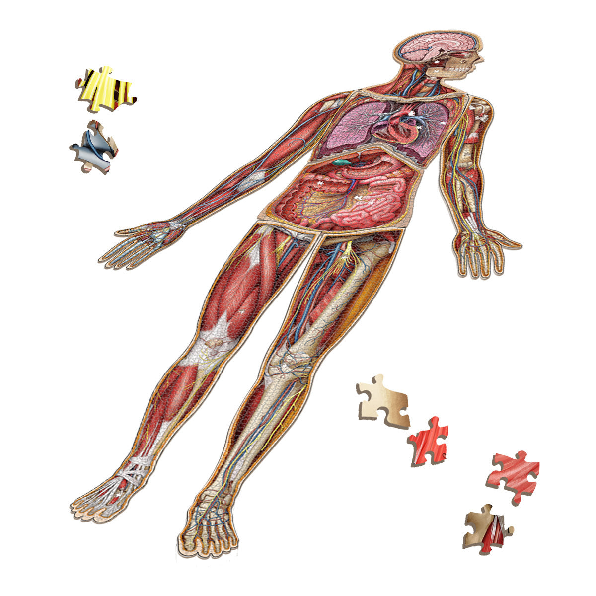 Human Full Body Anatomy Jigsaw Puzzles Bundle | Unique Shaped Science Puzzles with Accurate Medical Illustrations