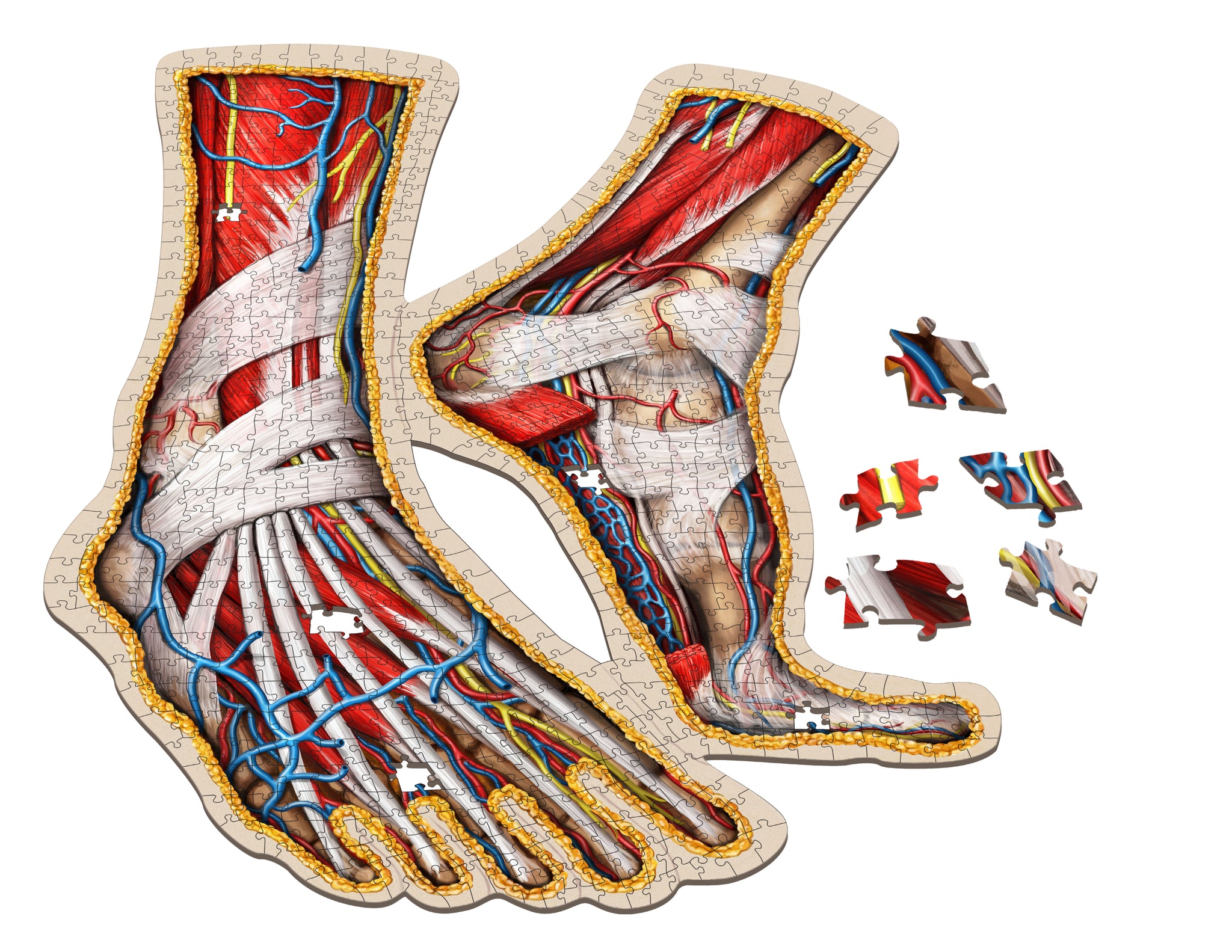 Human Feet Anatomy Jigsaw Puzzle | Dr. Livingston's Unique Shaped Science Puzzles