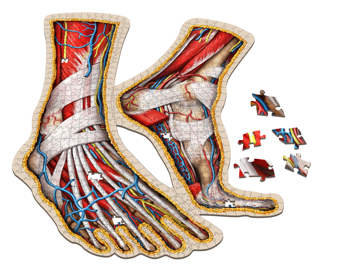 Human Anatomy Organ Puzzle Bundle | Unique Shaped Science Puzzles