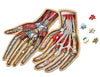 Human Hands Anatomy Jigsaw Puzzle | Dr. Livingston's Unique Shaped Science Puzzles